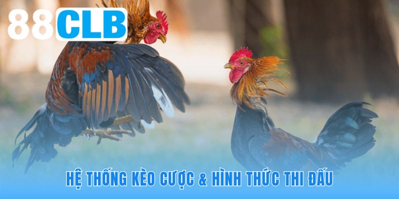 Đá gà tre 88CLB áp dụng quy chuẩn quốc tế vào hệ thống kèo cược