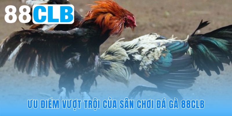 Ưu điểm của đá gà mạng 88CLB là livestream nét và trả thưởng rõ ràng